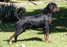 Família Mendara
